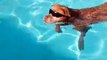 Ain't no party like a Waggle pool party 'cause a Waggle pool party's got doggos wearing sunglasses.