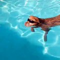 Ain't no party like a Waggle pool party 'cause a Waggle pool party's got doggos wearing sunglasses.