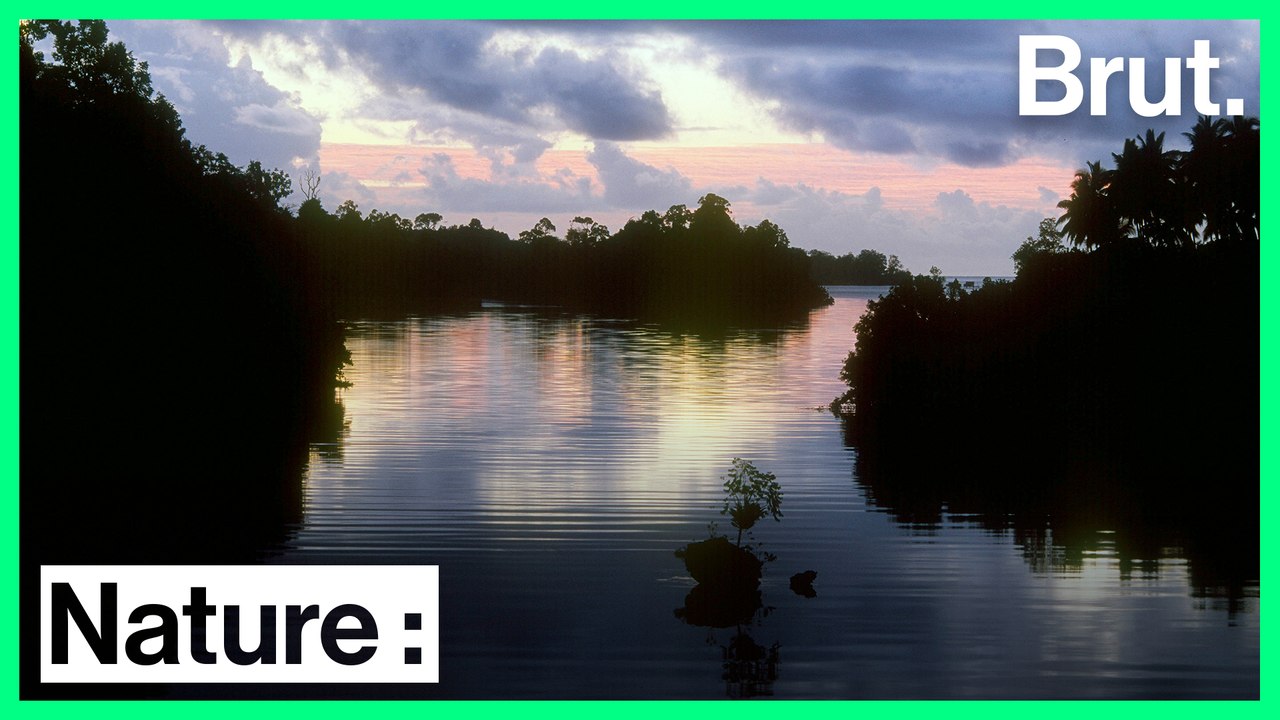 5 bonnes nouvelles pour la planète