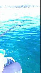 Poulpe vs Pêcheurs