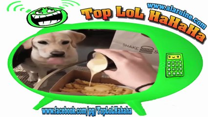 Top Cute FUNNY Animals VIDÉOS LES PLUS DRÔLES dans le monde EP 001