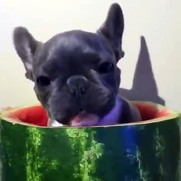 This puppy eating watermelon, while inside a