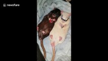 Adorable clip shows pet rats reading magazines