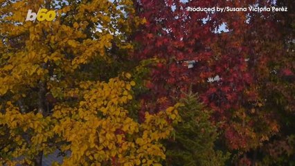 Some of the Best Places and When to See This Year's Fall Foliage