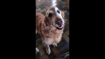 Ce chien apprend qu'il est guérit de son cancer... Sa réaction est magique