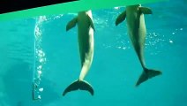 Ces dauphins viennent respirer l'oxygène d'un tuyau dans l'aquarium