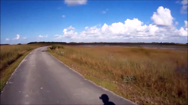 Ce cycliste voit un gros morceau de bois sur la route... C'est en fait un joli crocodile