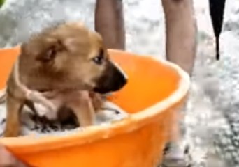 Man Wades Into Water to Save Puppy Stranded in Kerala Floods
