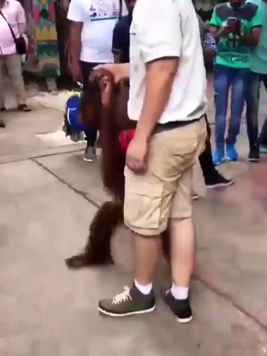 Orangutan joke with stranger so funny