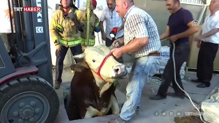 Kaçan kurbanlıklar zor anlar yaşattı