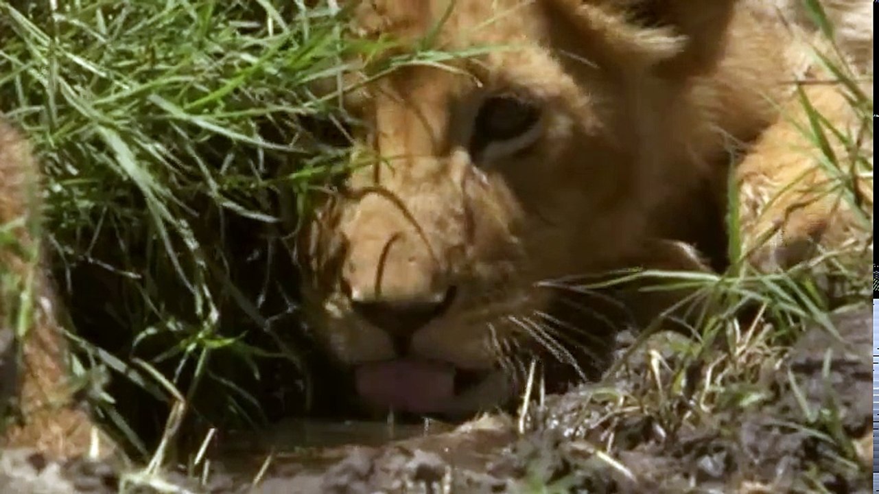 Animal Super Parents S01 - Ep03 Lending a Hand - Part 01 HD Watch