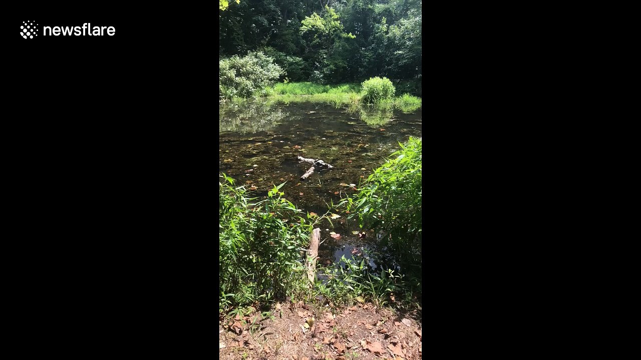 Shellfish brute: big turtle pushes little turtle into water