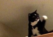 Vengeful Cat Pursues Pesky Fly in Epic Kitchen Chase