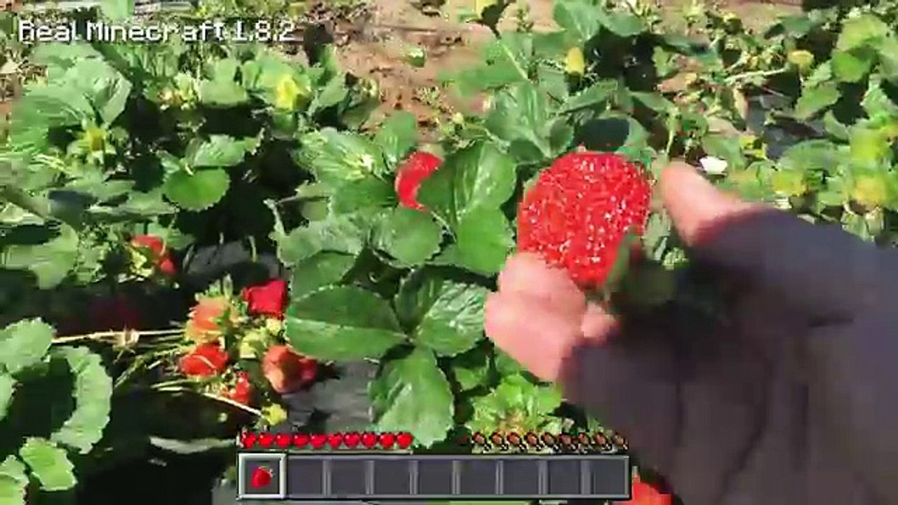 Real Life Minecraft STRAWBERRY PICKING