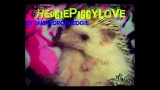 How To/How I Bathe My Hedgehog