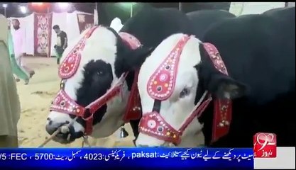 Nawaz Sharif & Shahbaz Sharif Bull in Karachi Cattle market