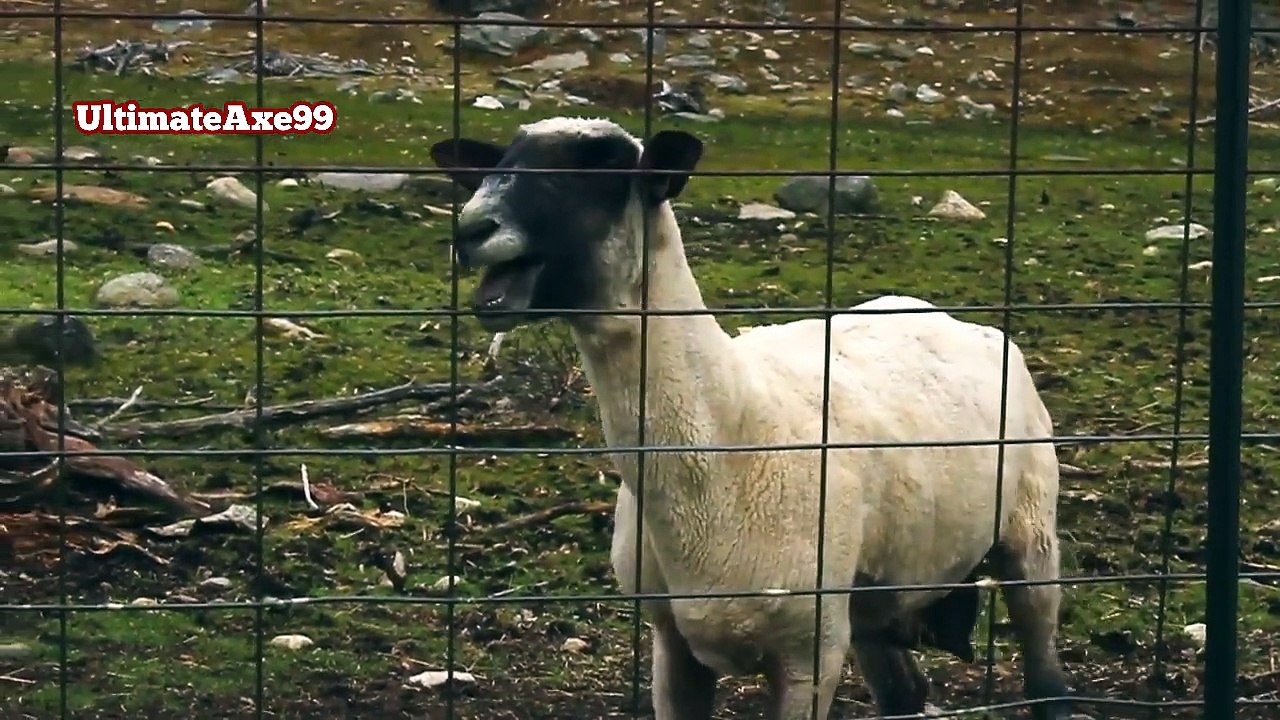 Bukra/Goat Eid Special(Advance Eid Mubarak)U.P