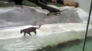 Snow Leopard Catches & Kills An Unsuspecting Heron Out Of The Air At The Zoo REBLOP.COM