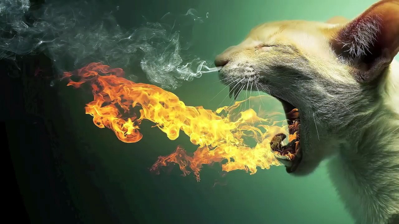 Funniest Animal Memes Ever Part 4