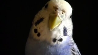 Owning a Budgie