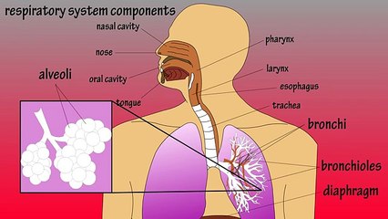 Respiratory System How The Respiratory System Works