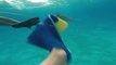 Un requin de récif prend en chasse des plongeurs au Bahamas