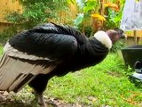 Revisit the worlds biggest flying bird, the Andean Condor