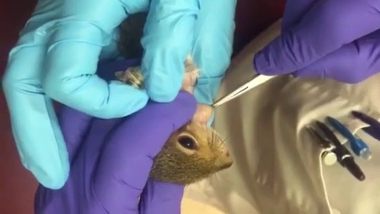 Cet écureuil a une énorme larve qui pousse dans le cou...