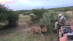 Un lion vient sentir les chaussures d'un guide - Greater Kruger National Park