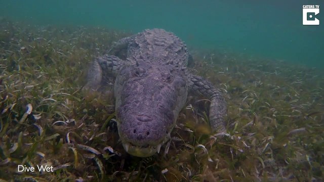 Ce photographe s'est approché tout pret de crocodiles : images magnifiques
