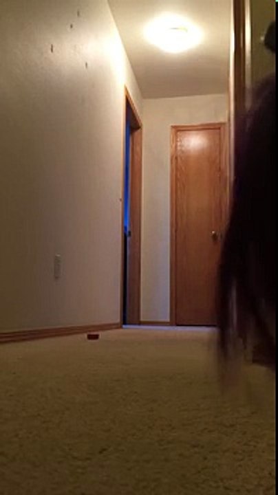 Gotcha the Cockatoo running on the floor yelling nonsense at everything!! Very funny! *ORI