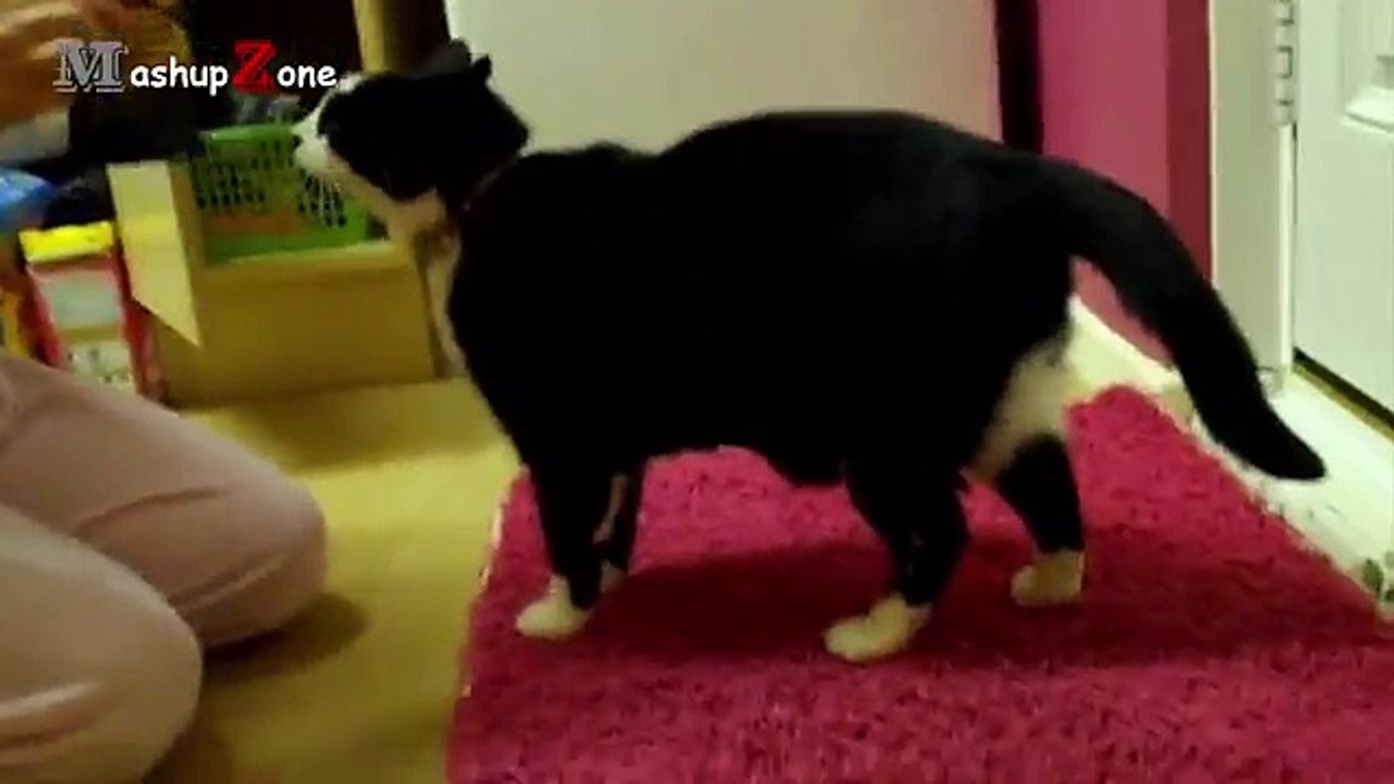 Fat Cat A Funny Fat Cats vs Doors Compilation || NEW HD