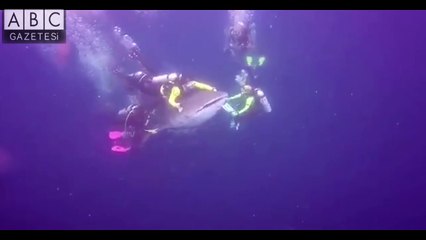 Endonezya'da balina köpekbalığının üstüne çıkan dalgıçlar tutuklandı