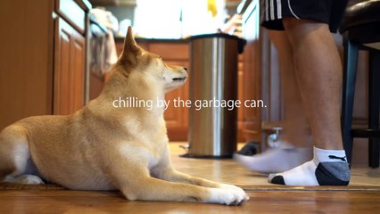 "Accidentally" Stepping on my Dog's Feet All Day.