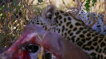 T2 Imperio Salvaje  - Ep2 - Sangre Joven