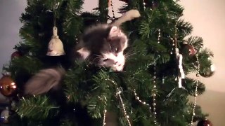 Beautiful Kitten in a Christmas Tree !