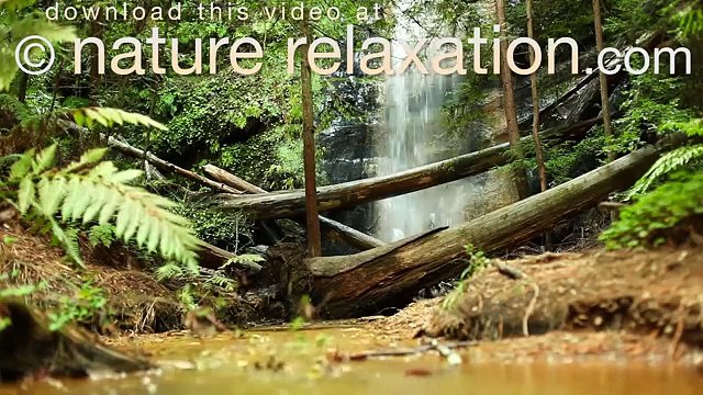 [HD] Hidden Forest Falls 1 HR of Redwood Waterfall Scenes from Big Basin State park