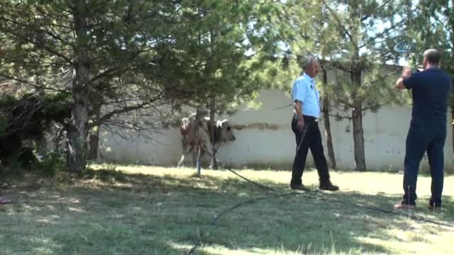 Kurbanlık Boğalar Sahiplerine Zor Anlar Yaşattı