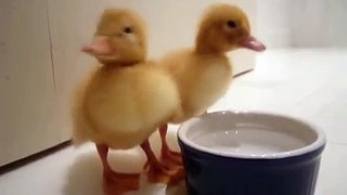two cutest baby ducklings