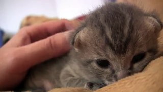 Adorable Baby Kitten, Day 13. Cutest Video Ever!