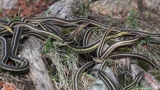Garter Snakes on the Move