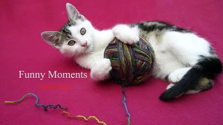 Cute Cats Playing with Strings Compilation new [HD]