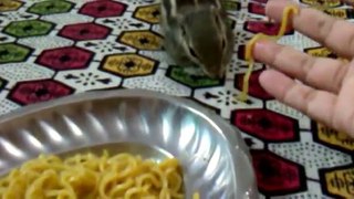indian squirrel (my pet) eating maggi