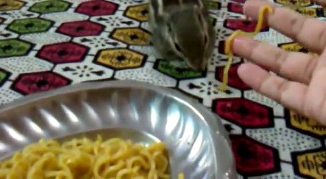 indian squirrel (my pet) eating maggi