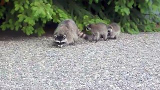 Raccoon Mom & Babies.m4v