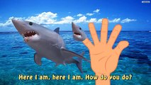 Finger Family Shark VS Shark Megalodon Nursery Rhymes For Children Fish Finger Family
