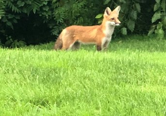 Fox Steals Golf Ball at Massachusetts Country Club