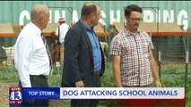 Officials Looking for Dog Responsible for Killing Farm Animals at Utah School