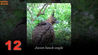 All Eagle Species and Eagle Pictures