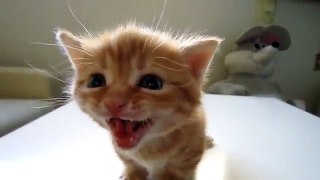 Beautiful Kitten Meowing / Hermoso Gatito Maullando Adorable Cute